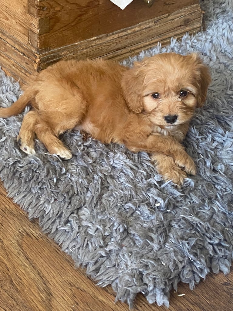 image for F1 cockapoo boy 