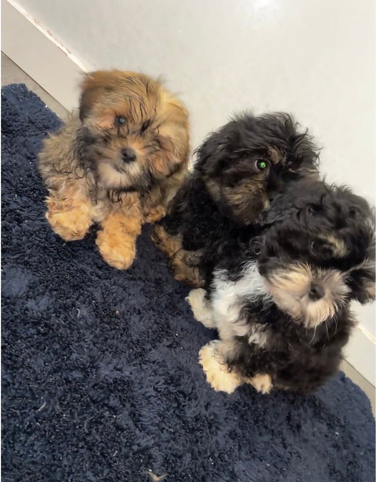 Lhasa apso pups 