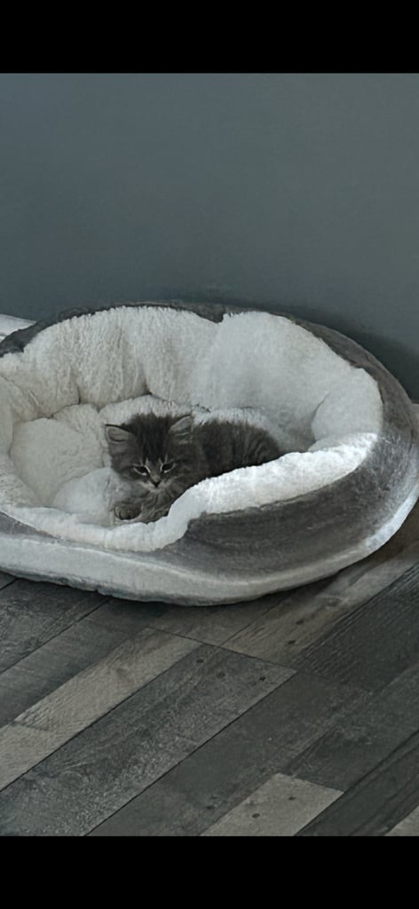 Male Kittens looking for home together 
