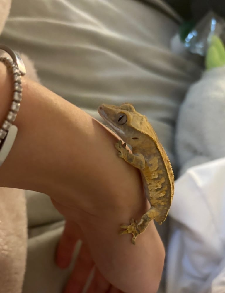 Crested geko
