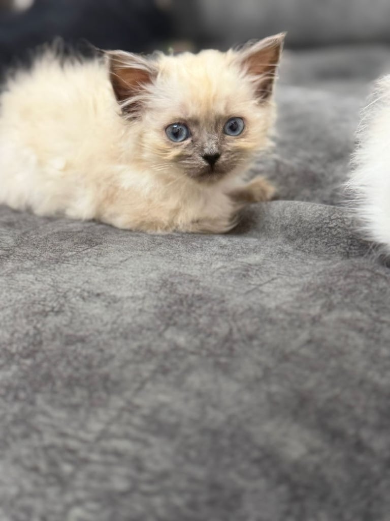 Ragdoll Kittens Forsale