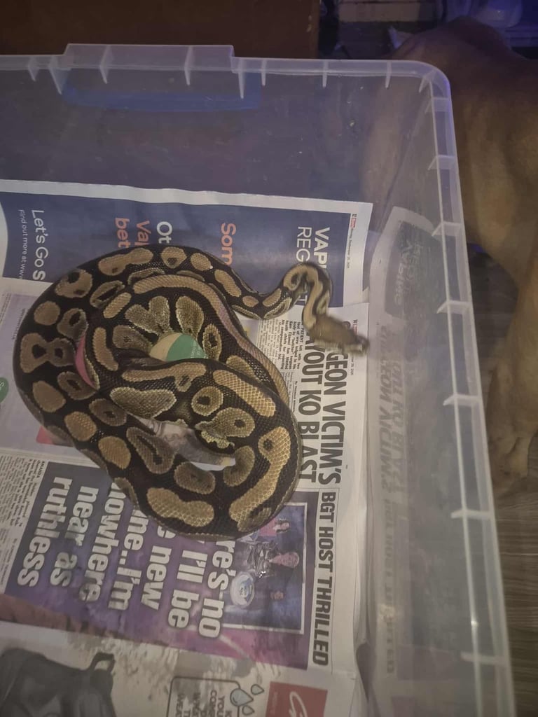 image for Adults Royal Ball Pythons. 