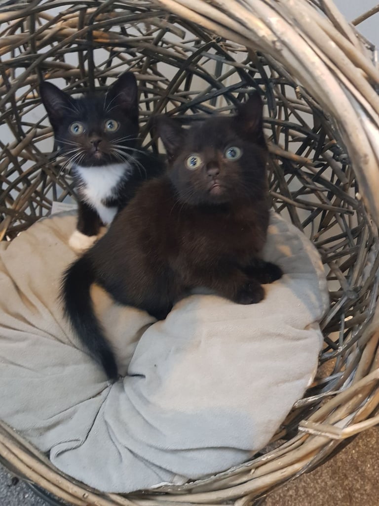 Ragdoll cross Turkish Angora kittens 