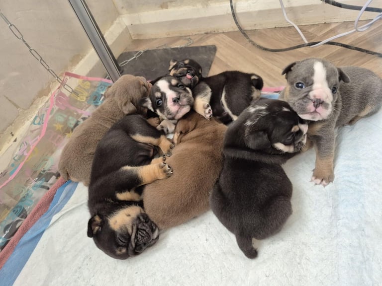 English bulldog serious dna 