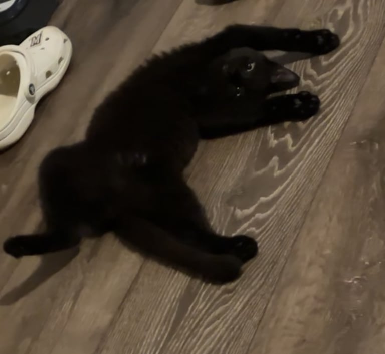 Urgent*** 1x black/white female, 1x black male