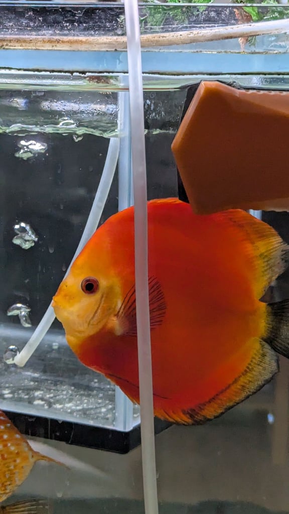 Discus 