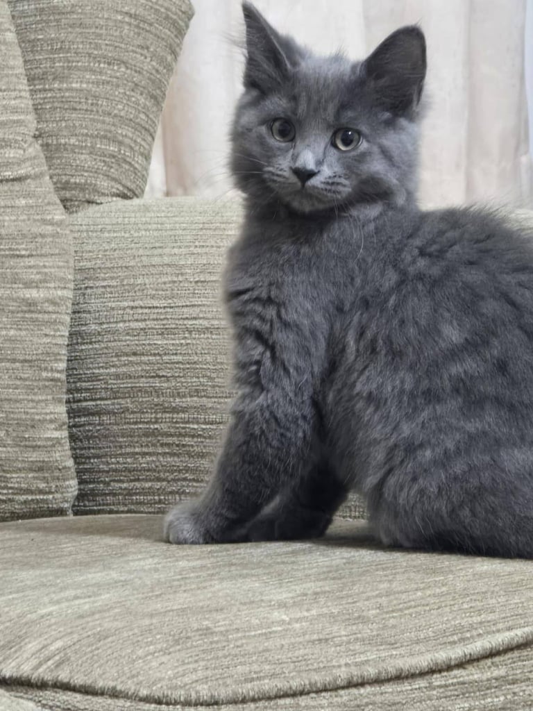 Kitten 