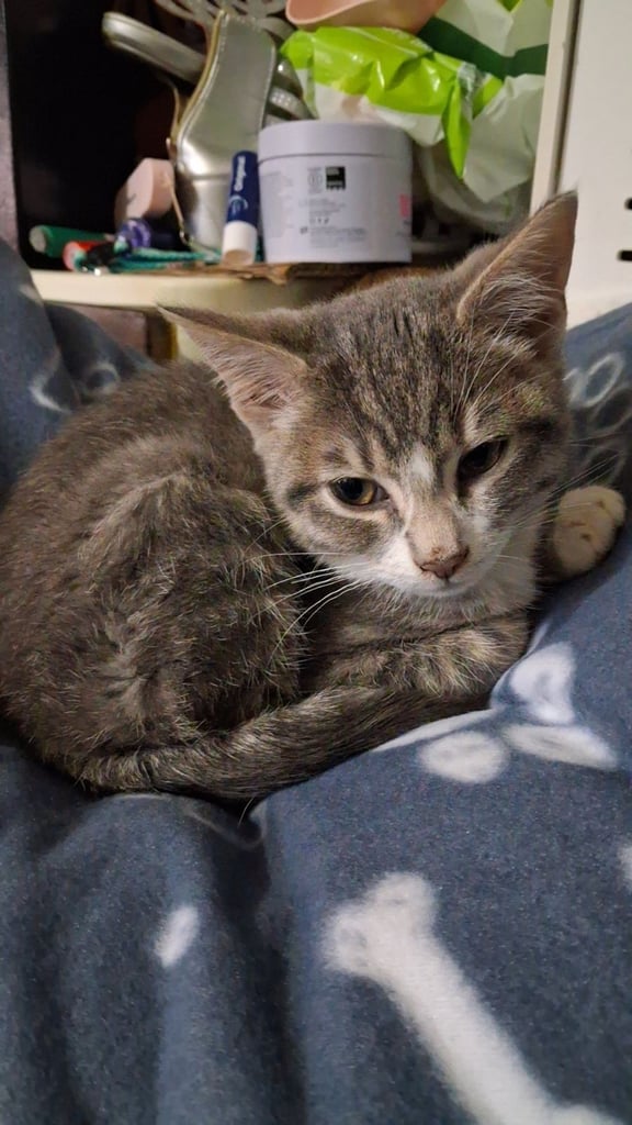 Male blue bengal kitten