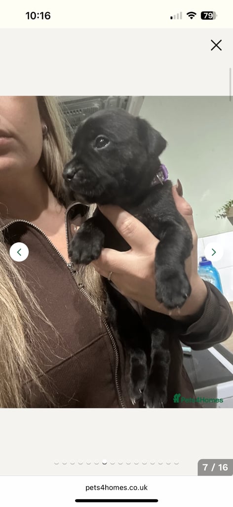 2x staff girls available 