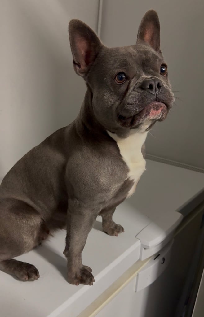 Female blue French bulldog for sale 