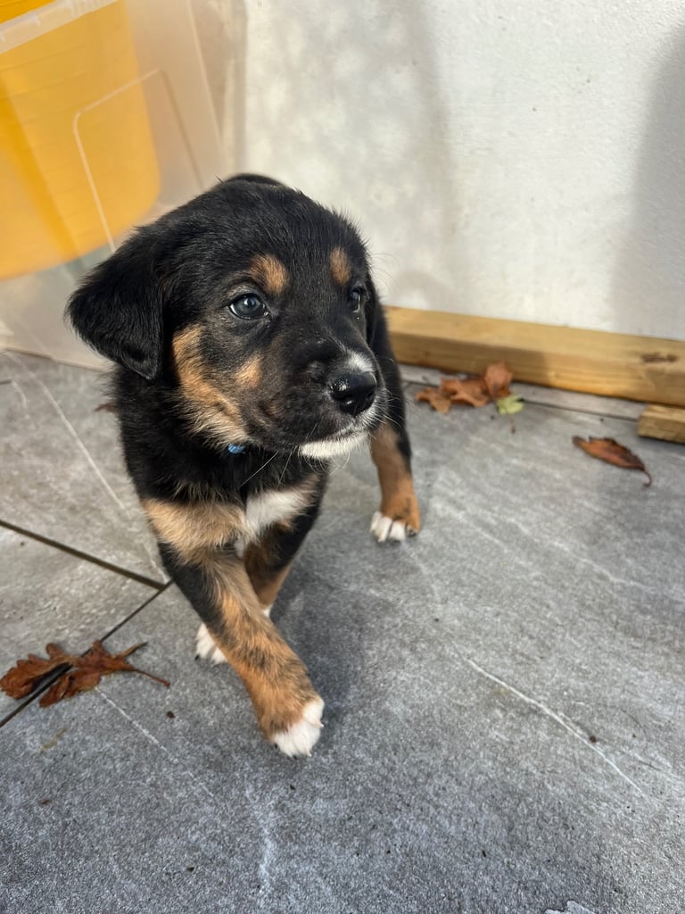 Labradors x Puppies for sale