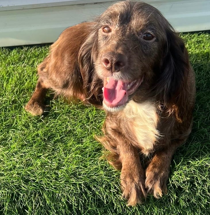 Beautiful Cocker Spaniel Puppys 😍