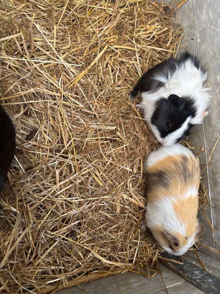 Guinie pigs