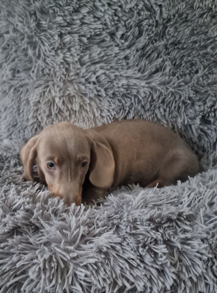 Miniture dachshund puppies 
