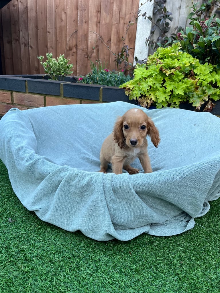 Six beautiful Cocker spaniel puppies