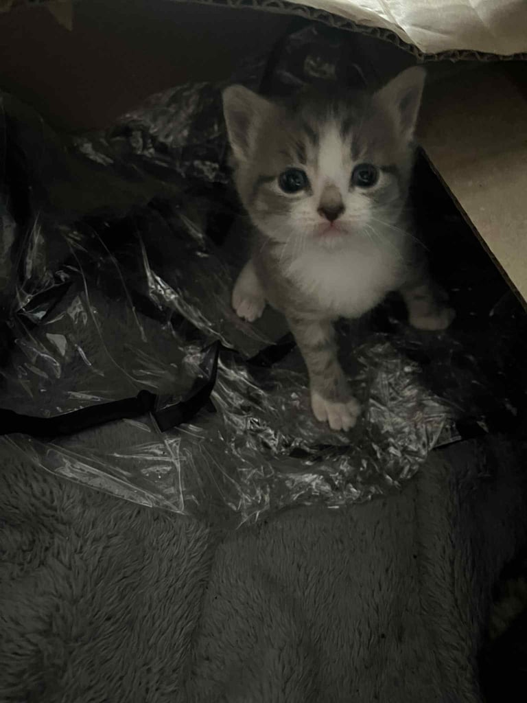 4 tabby kittens for sale