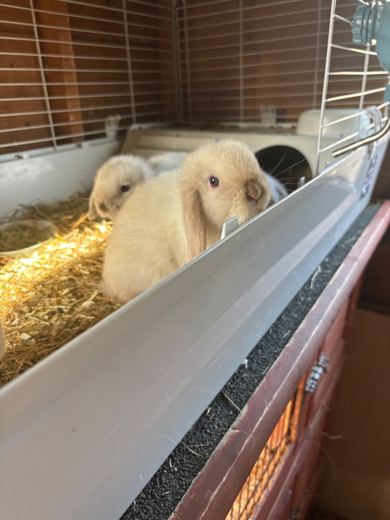 Baby lop ear rabbit 