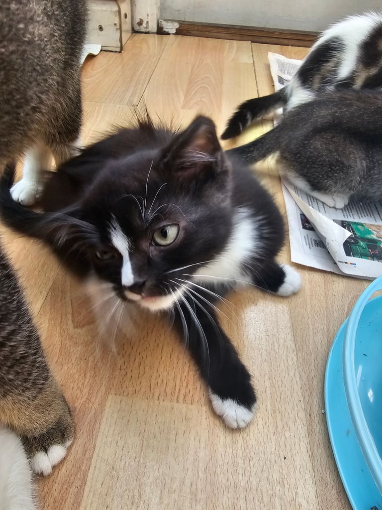 4  cats/kittenfor sale. 