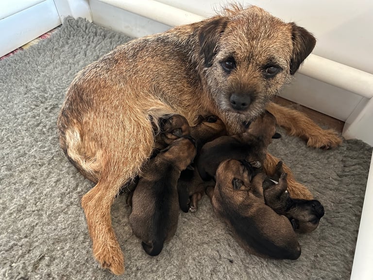 image for Border Terrier Pups