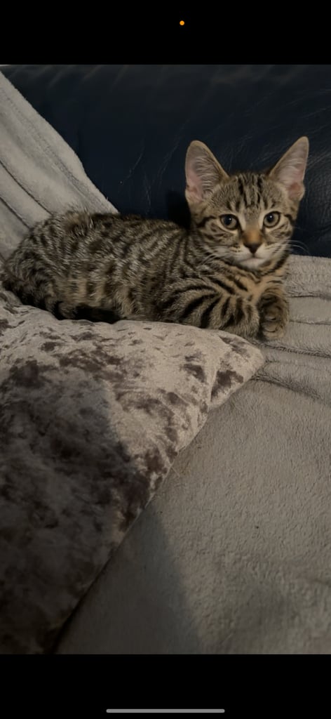 Kittens for sale