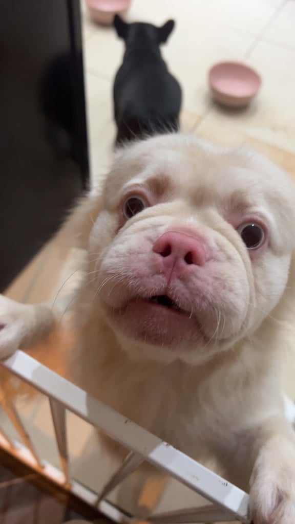 Frenchies  pups for sale. 