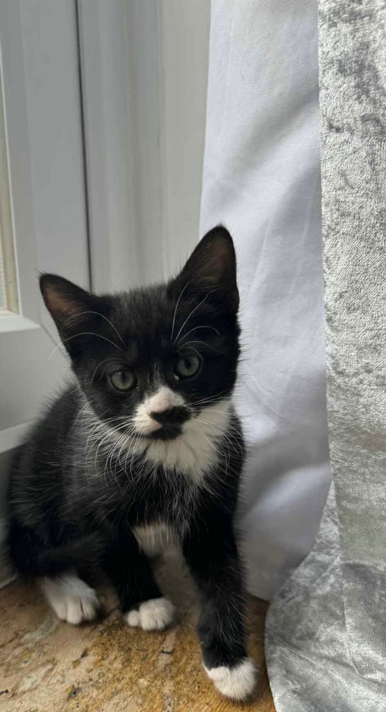 image for Kitten 