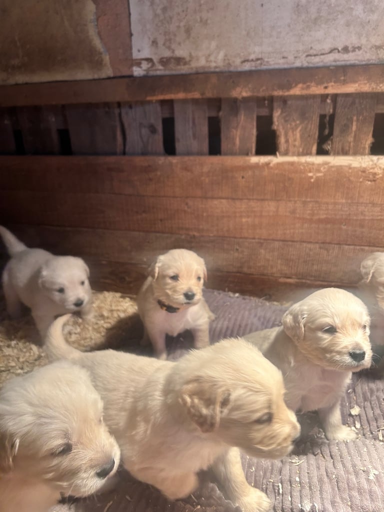 Golden retriever pups 