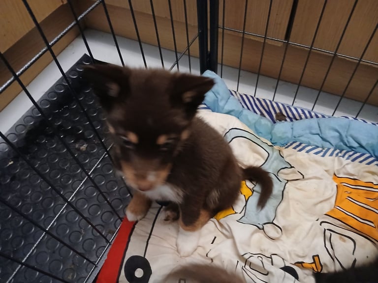 Mum is a husky collie cross dad is a malamute husky cross 