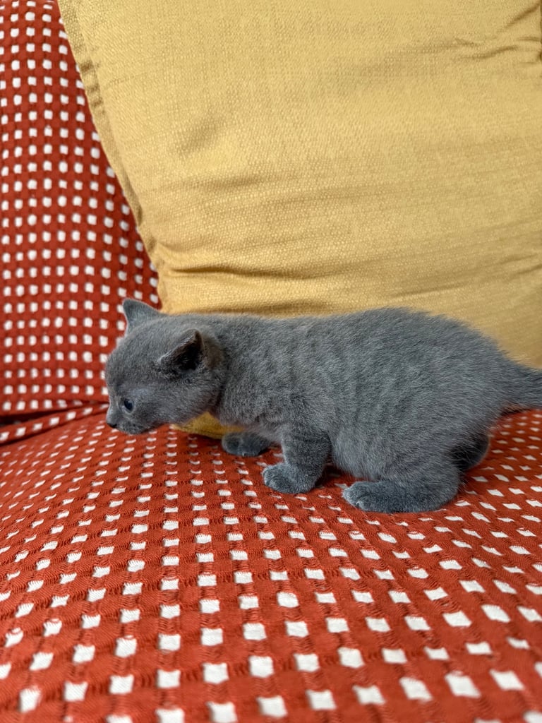 Beautiful Rare Grey Male Kitten