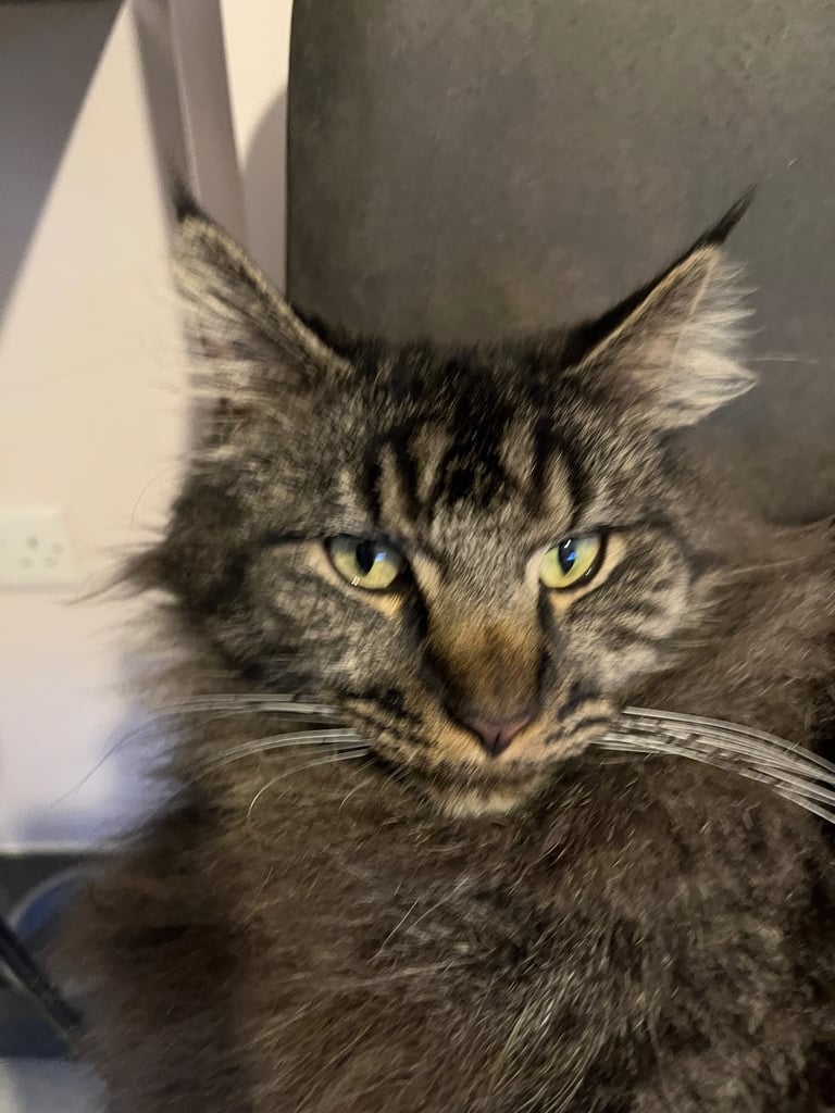 🐾 Beautiful Black Smoke Maine Coon – Needs a Loving Home 🐾