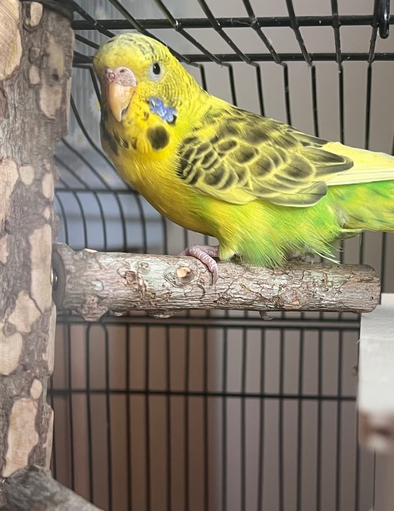 image for 5 budgies available for new homes 