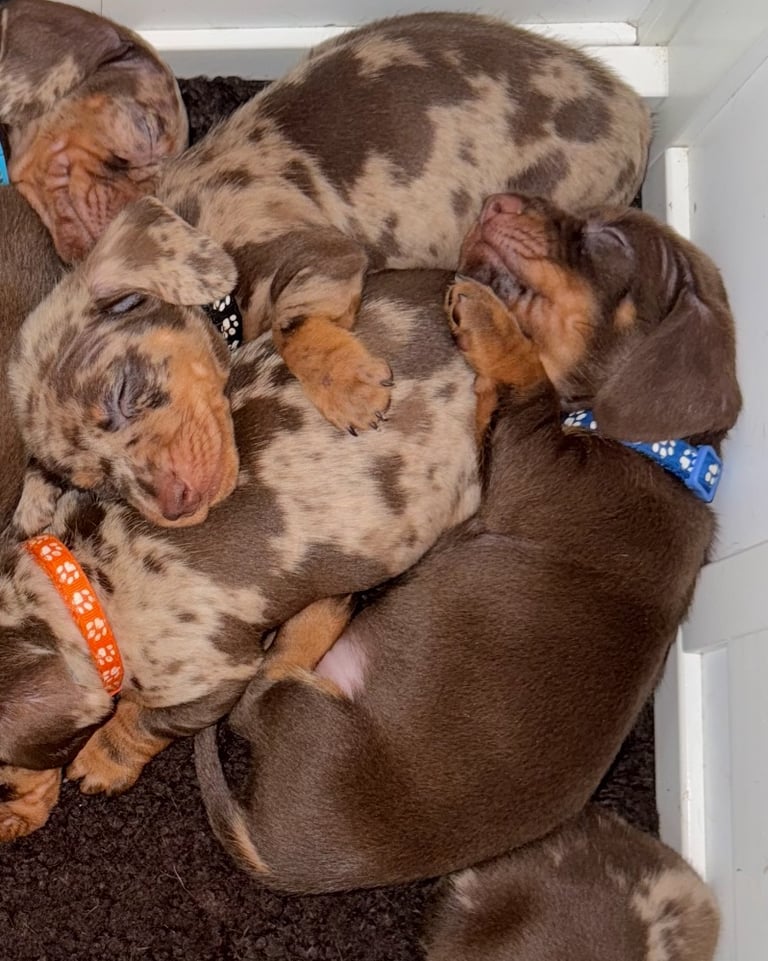 KC Miniature dachshund puppies 