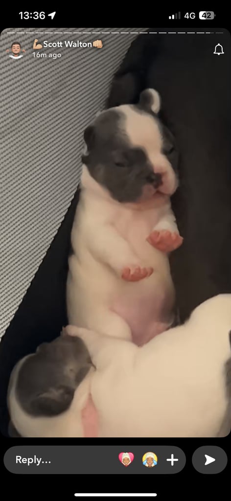 French bulldog pups 