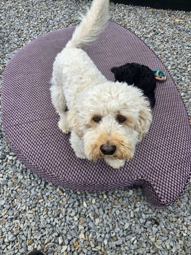 Gorgeous F1 Cockapoo Puppies