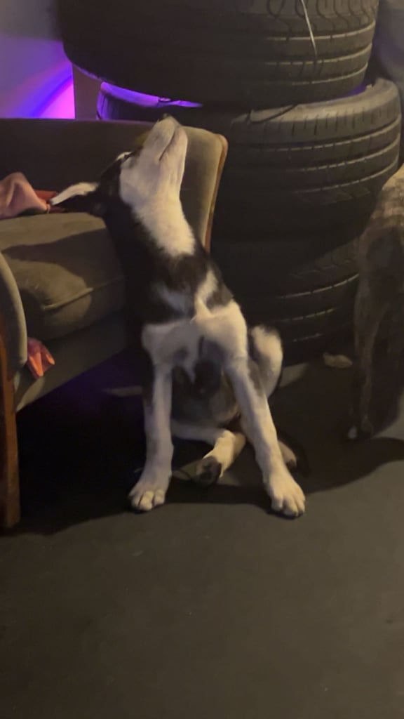 2 female pups - £500 each