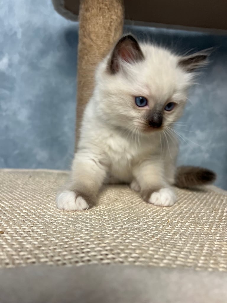 Ready Beautiful Ragdoll Kittens Blue Mitted and Chocolate Mitted