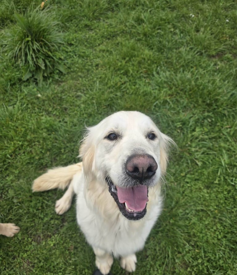 Bonnie - Beautiful Cream Retriever