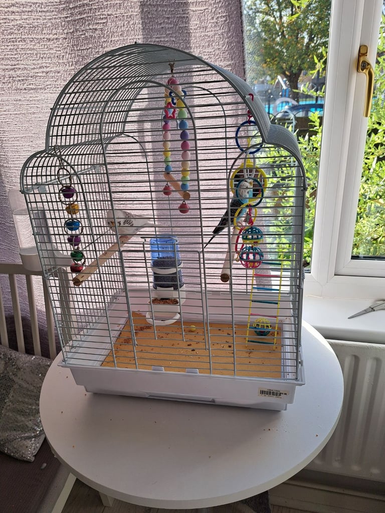 image for 2 female budgies 