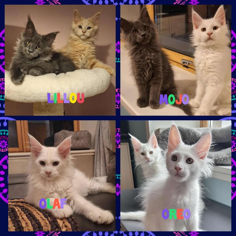 Adorable Purebred Maine Coon Kittens–GCCF/Pedigree