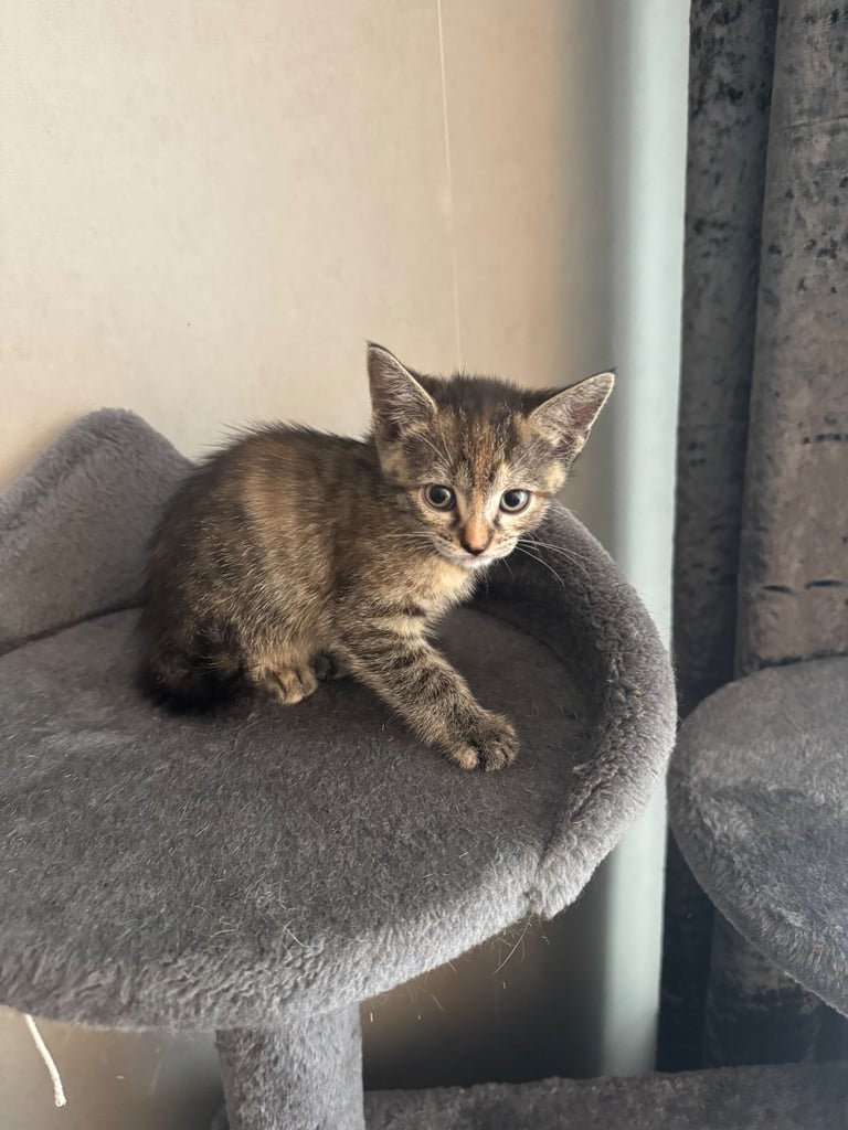 7 week old Kittens for sale 