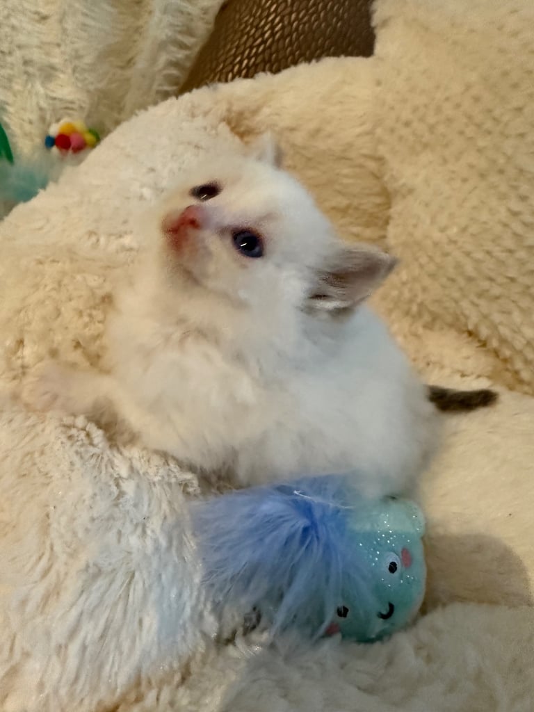 Gccf Ragdolls 🥇M&F 💙🩷 7wk 5 wk & 20wk kittens 