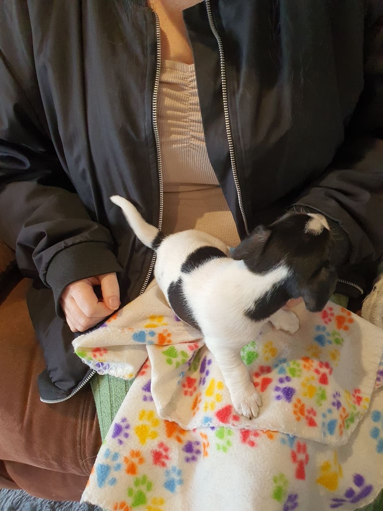 Jack Russell Puppies 