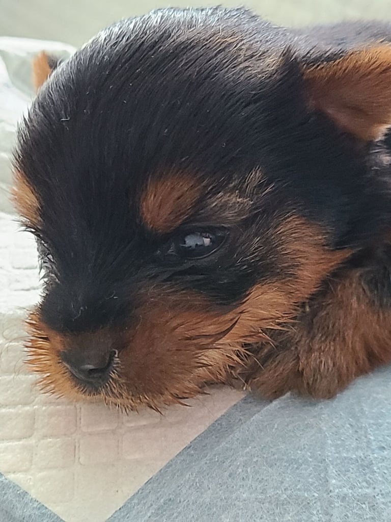 Puppy Yorker Terrier