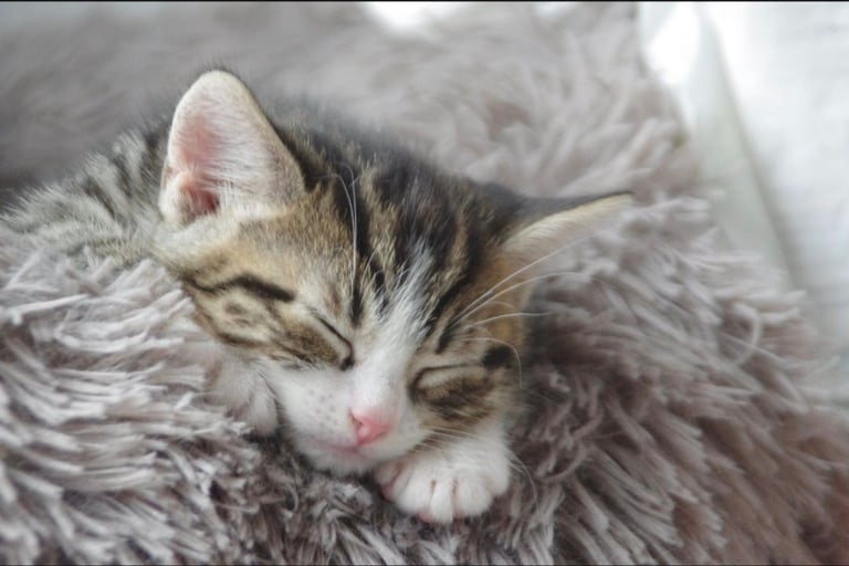 Beautiful male tabby kitten
