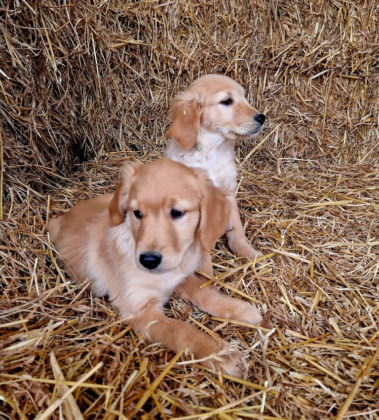 Beautiful retrievers ready to leave noww. 