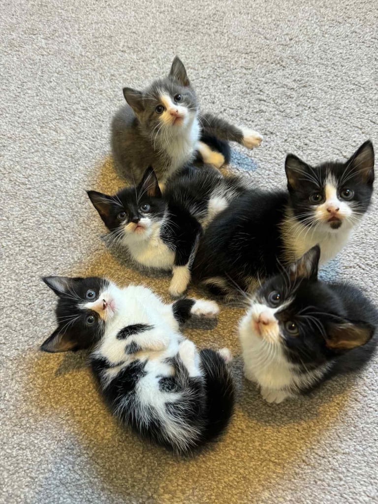 Kittens