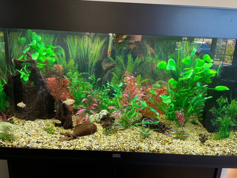 Jewel Rio 180 tank and cabinet and all accessories 