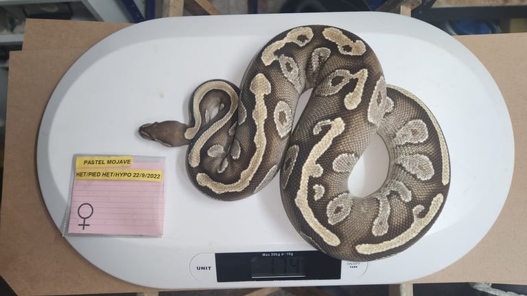 Royal/Ball Pythons for sale