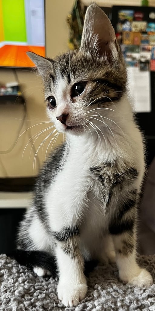 Beautiful kittens for sale £50 each