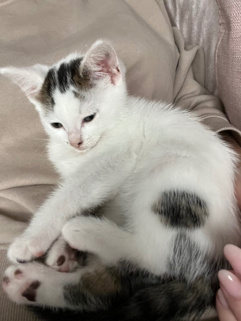 3 beautiful kittens ready for a new home 